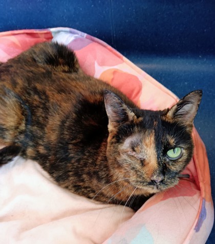 Mimi