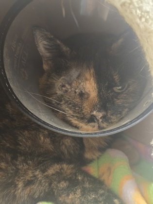 Mimi