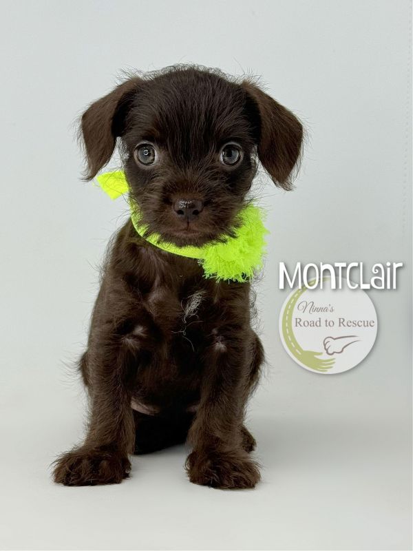Montclair