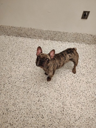 Baby Corn - ADOPTED