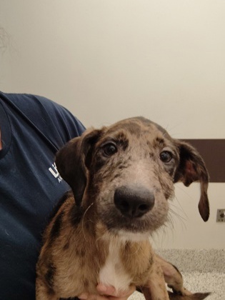 Stan- ADOPTED