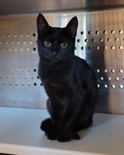 Violet- Bonded with Dash