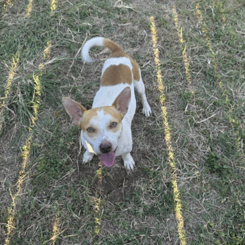 Skippy