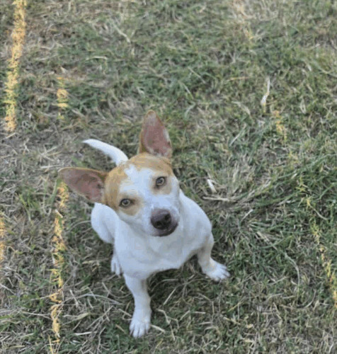 Skippy