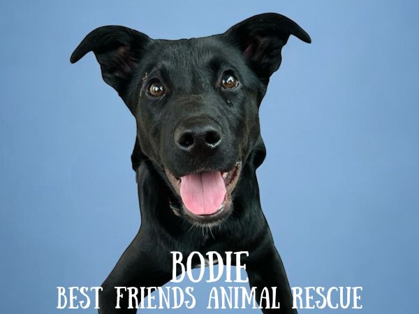 Bodie