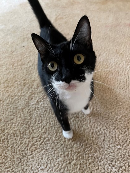 Oreo