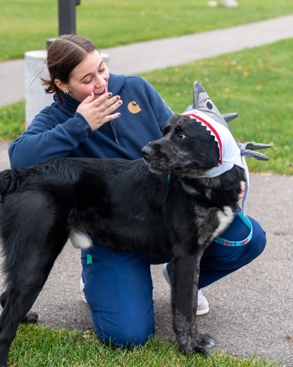 Jett, an adoptable Newfoundland Dog, Mixed Breed in Pequot Lakes, MN, 56472 | Photo Image 1