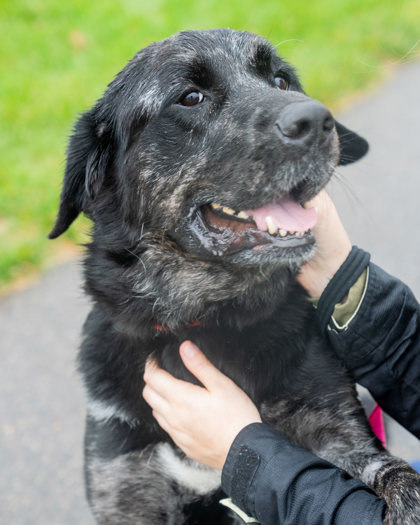 Jett, an adoptable Newfoundland Dog, Mixed Breed in Pequot Lakes, MN, 56472 | Photo Image 3