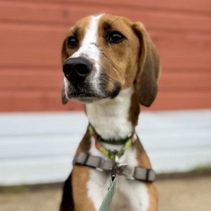 Mulligan, an adoptable Harrier, Mixed Breed in Richmond, VA, 23220 | Photo Image 1