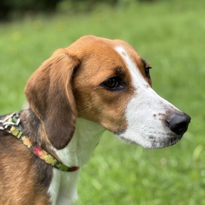 Mulligan, an adoptable Harrier, Mixed Breed in Richmond, VA, 23220 | Photo Image 2