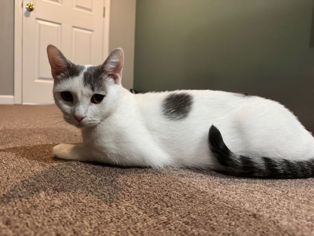 Lillypurr