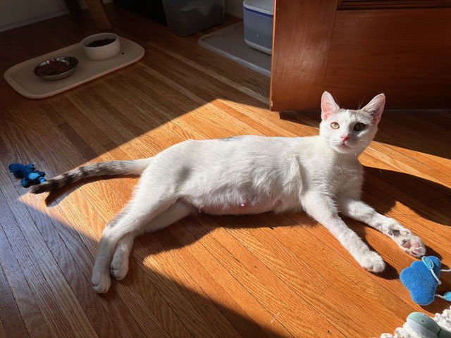 Lillypurr