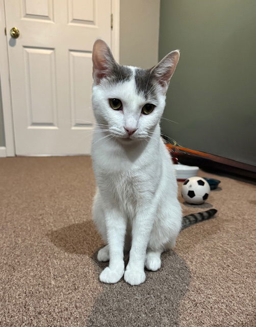 Lillypurr