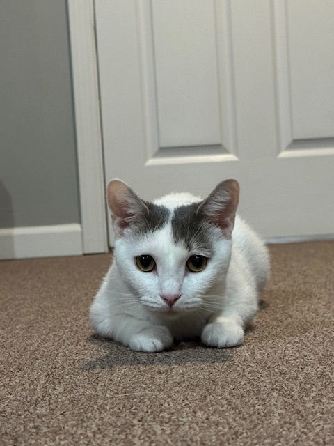 Lillypurr