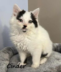 Cinder