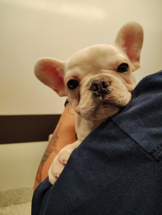 LeeLee-ADOPTED