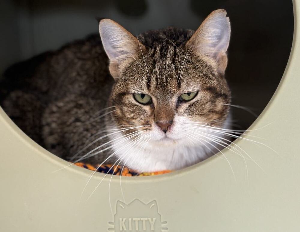 Bianca Castifoire ~Adoption Center Cat~