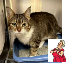Bianca Castifoire ~Adoption Center Cat~