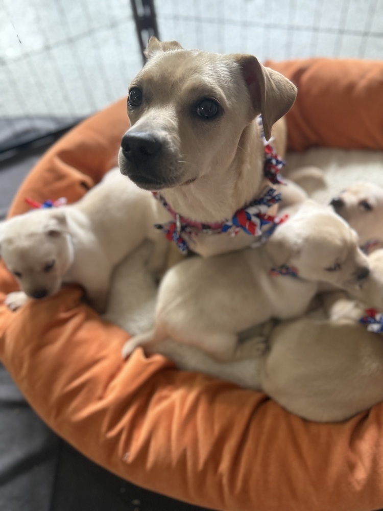 Nilla