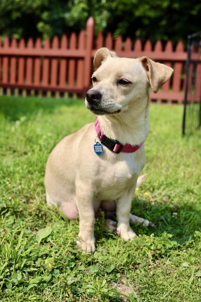 Nilla