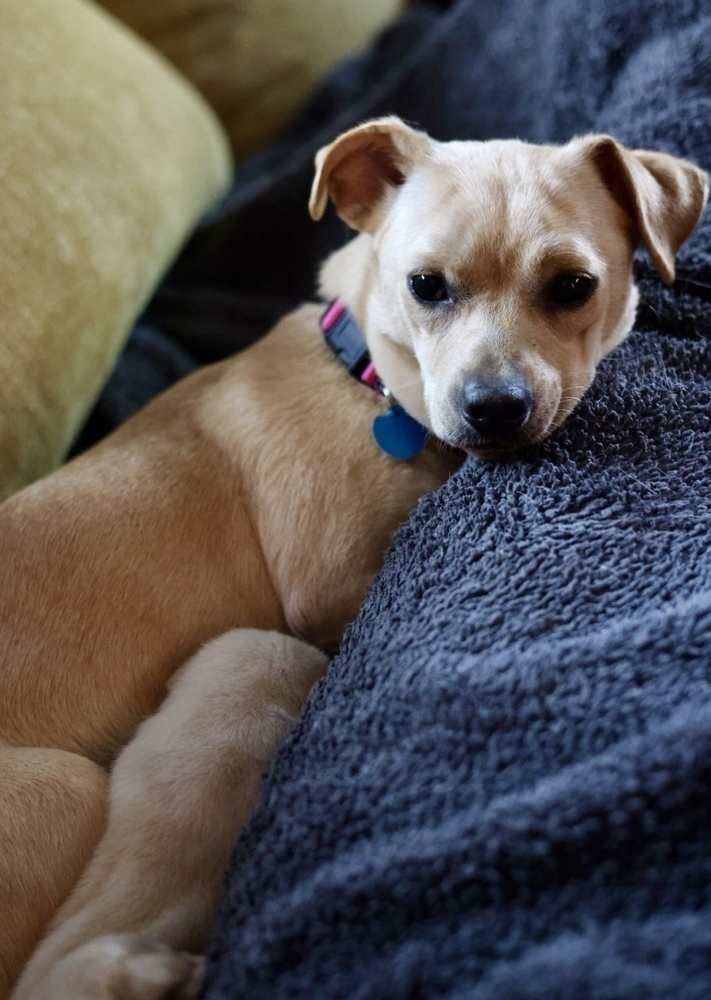 Nilla