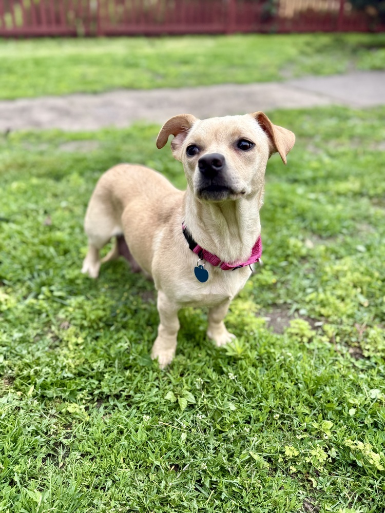 Nilla