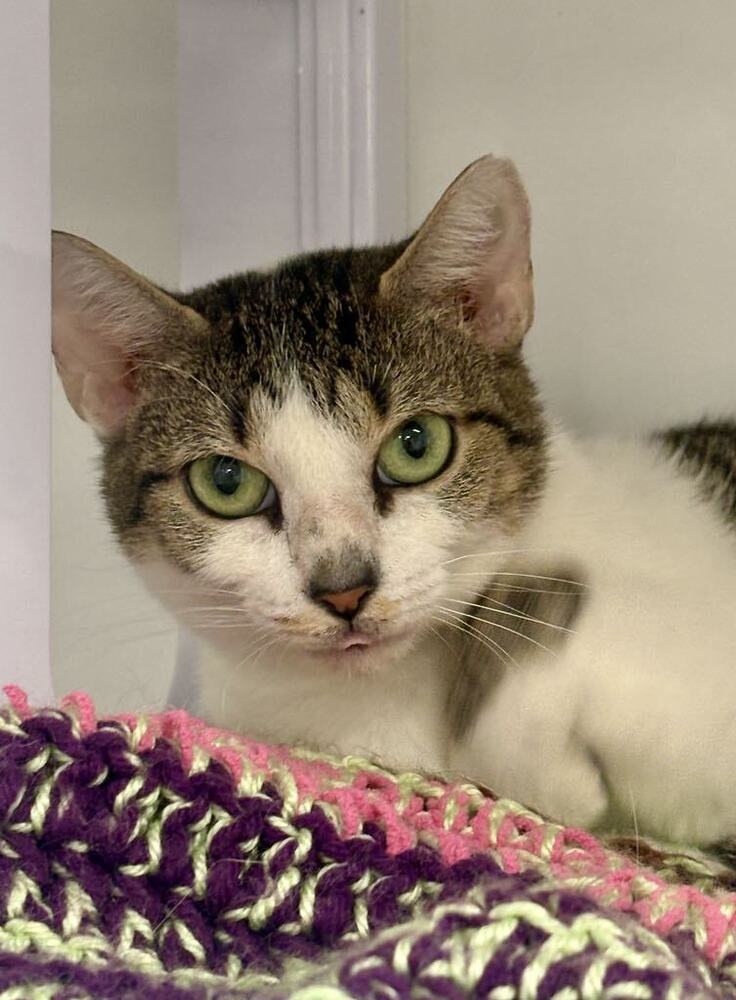Caramel ~Adoption Center Cat~