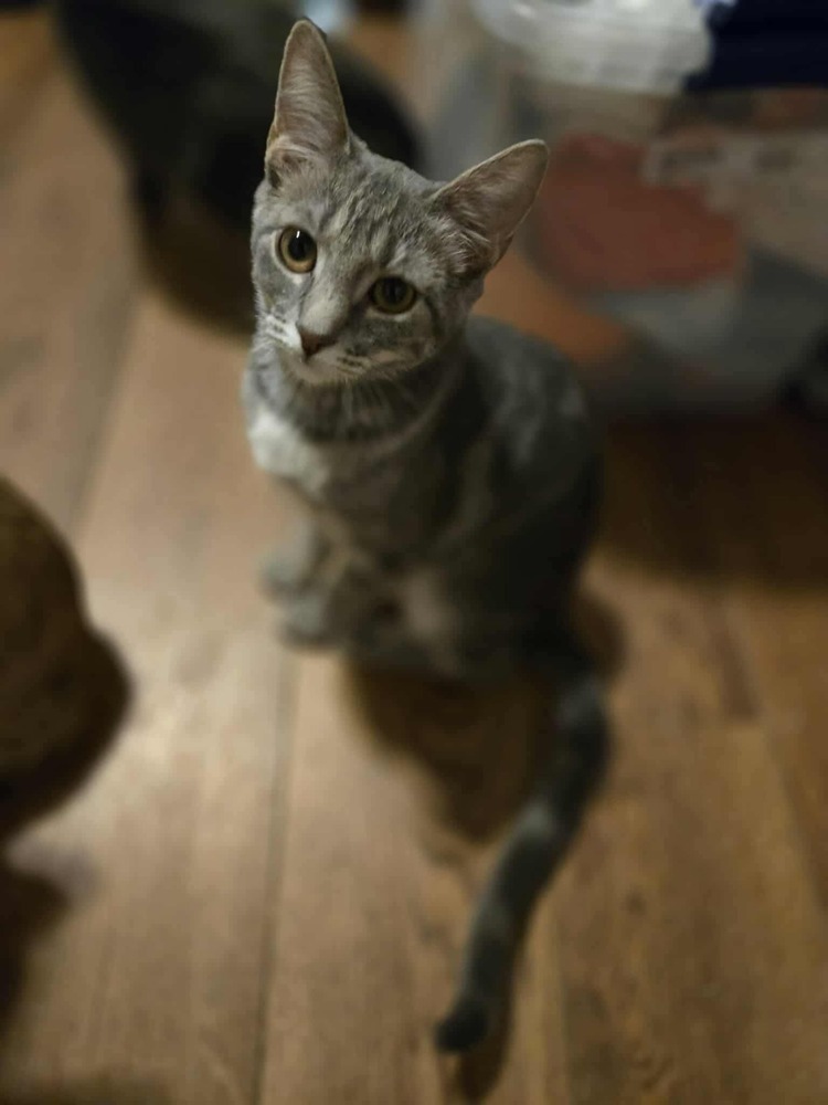 Graycie