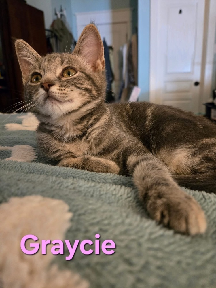 Graycie