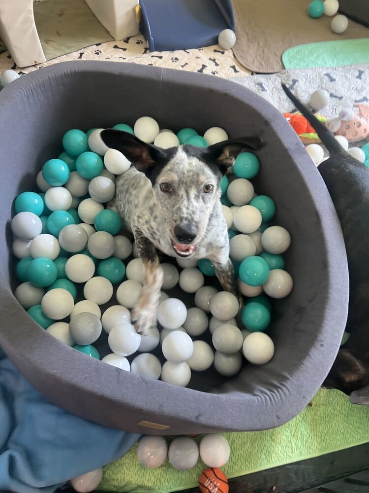 KEVIN
