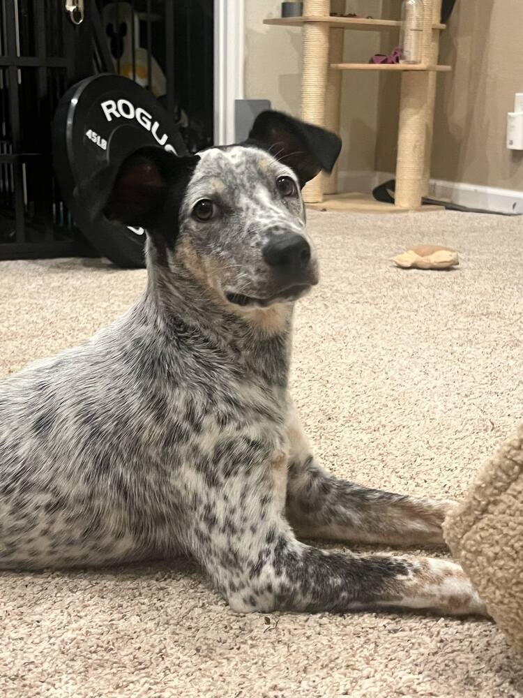 KEVIN