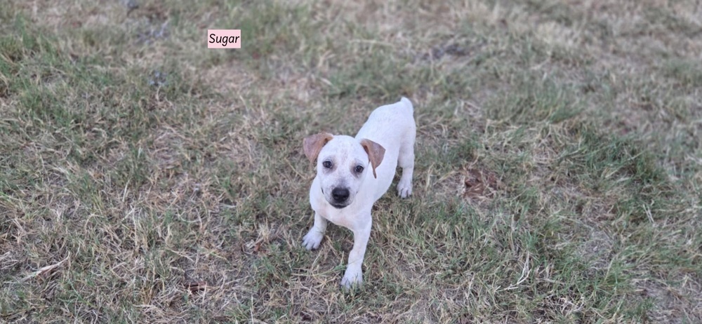 Sugar (Cookie Crew)
