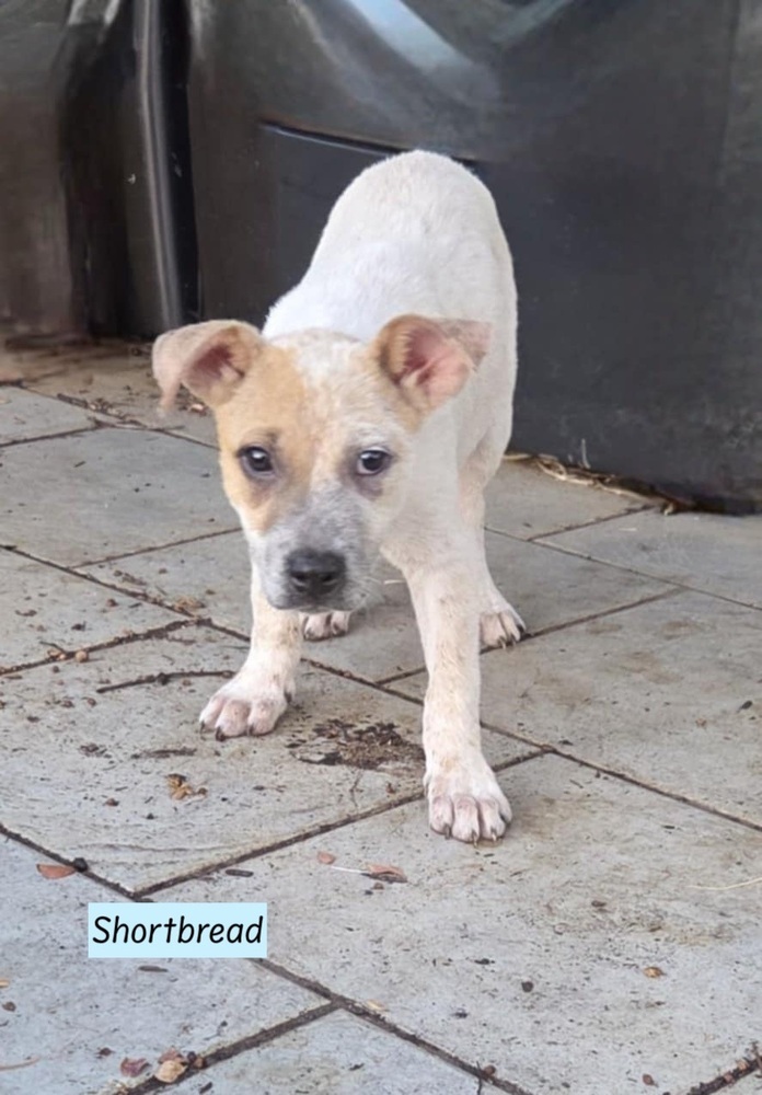 Shortbread (Cookie Crew)