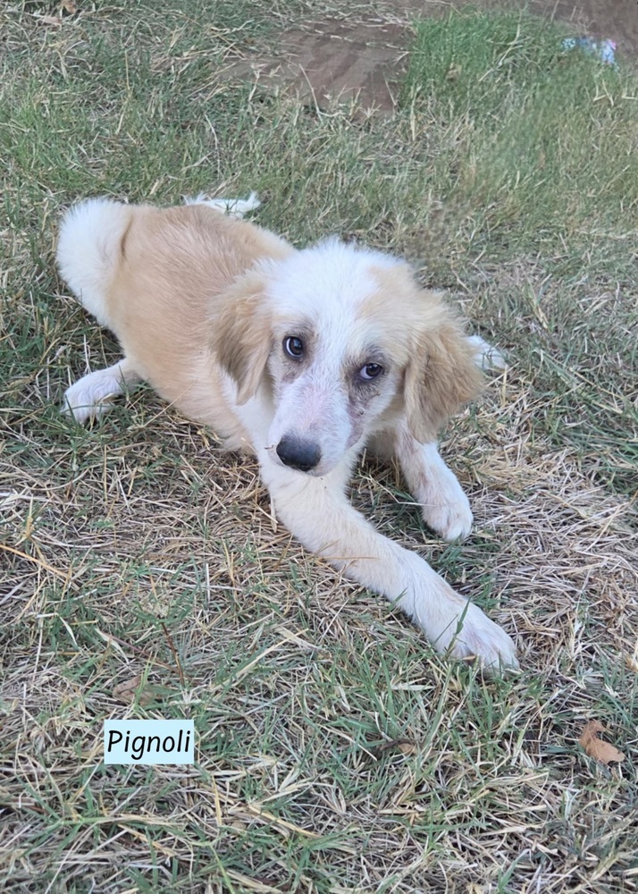 Pignoli (Cookie Crew)