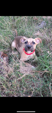 Pignoli aka Willow (Cookie Crew)