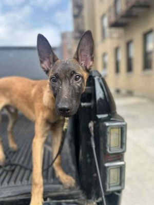 Color Pop Pups - Cobalt