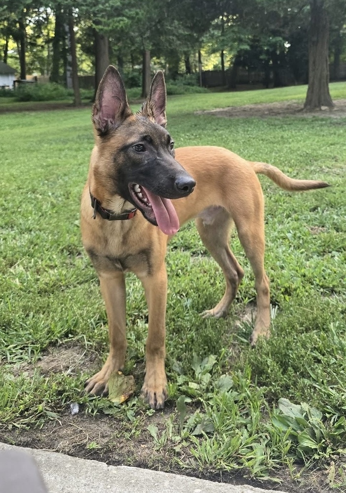Color Pop Pups - Cobalt - Located in NY