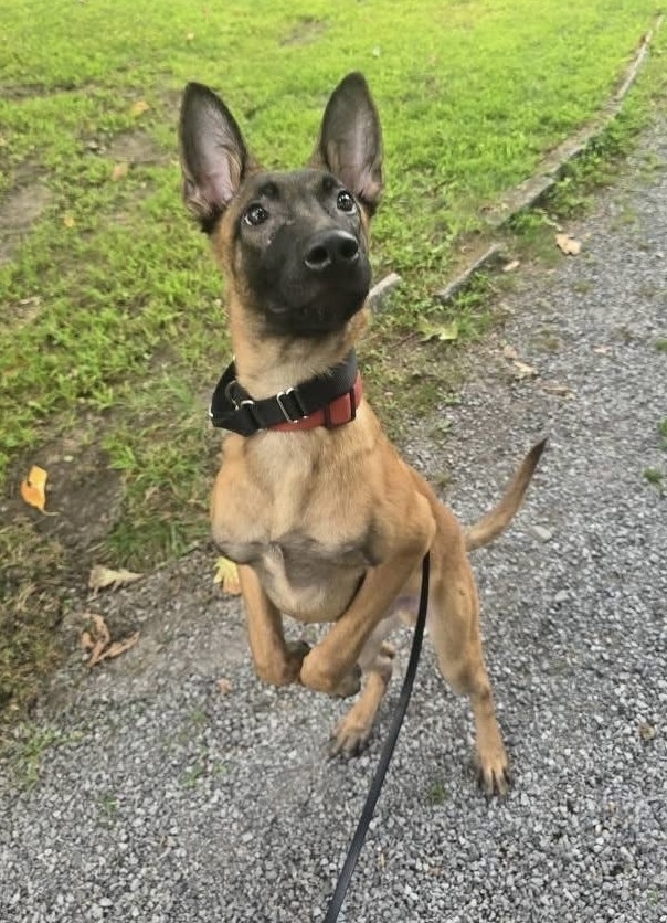 Color Pop Pups - Cobalt - Located in NY