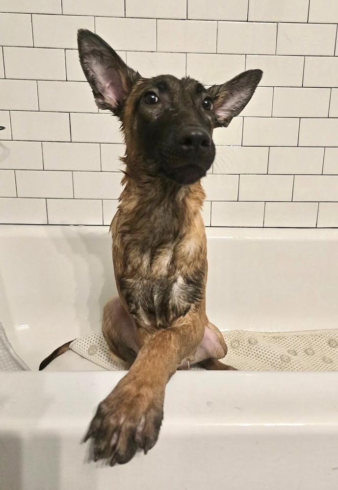 Color Pop Pups - Cobalt - Located in NY