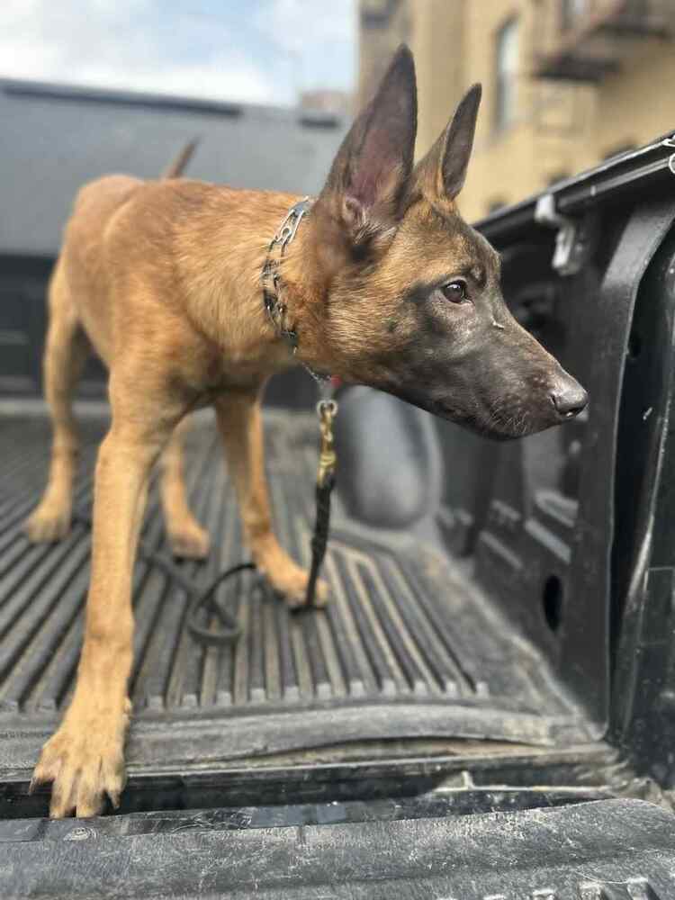Color Pop Pups - Cobalt - Located in NY