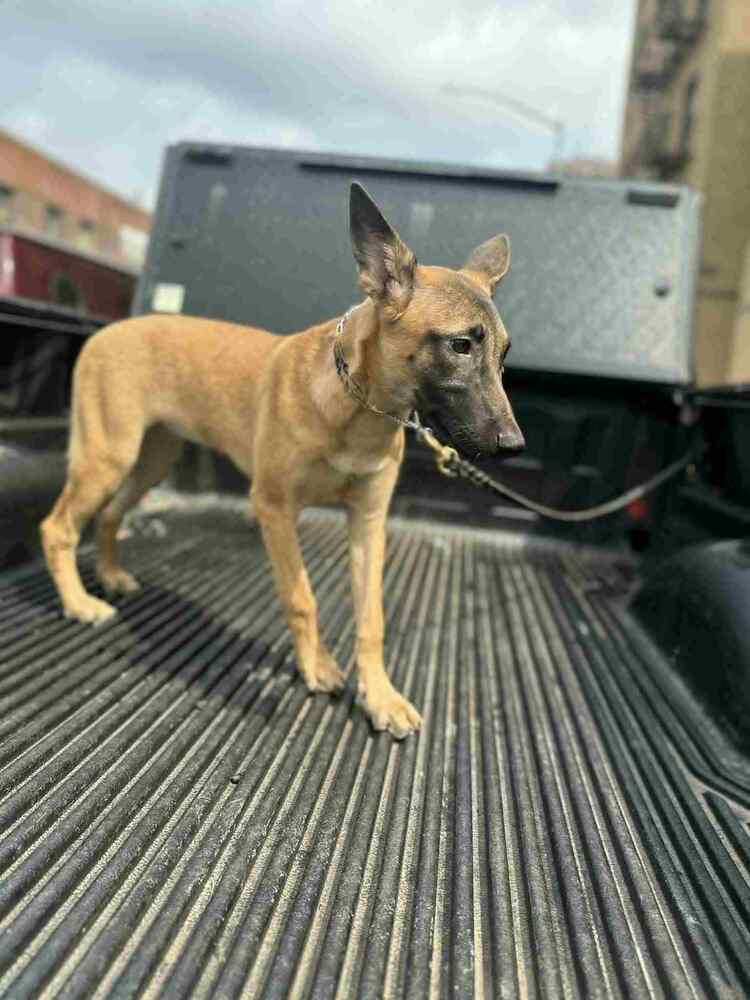 Color Pop Pups - Fuchsia - Located in NC