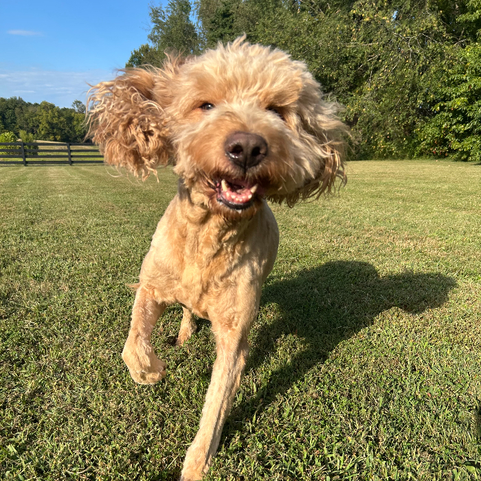 Norman, an adoptable Goldendoodle in Louisville, KY, 40206 | Photo Image 1