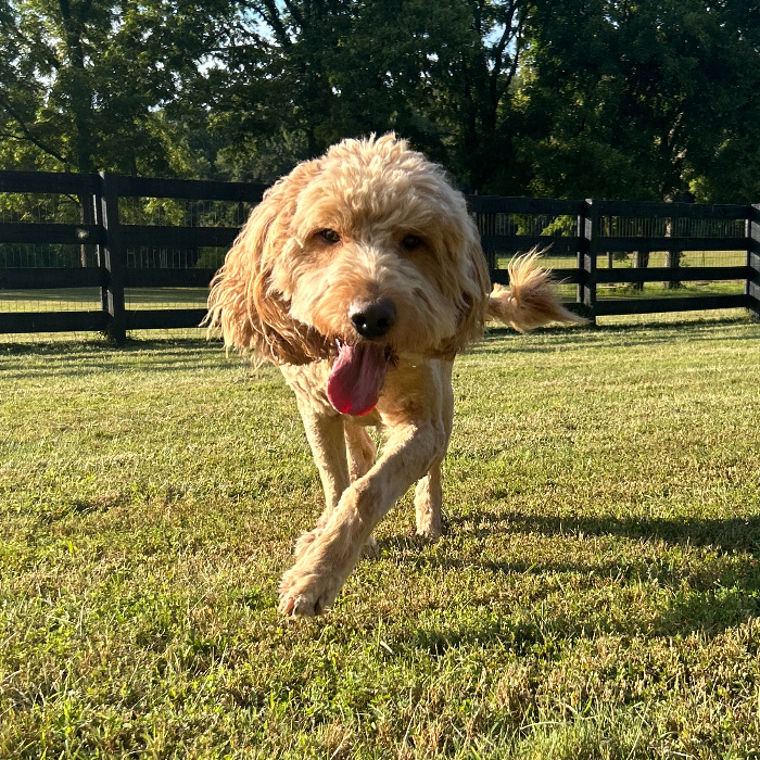 Norman, an adoptable Goldendoodle in Louisville, KY, 40206 | Photo Image 2