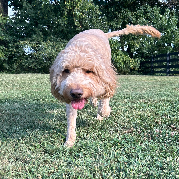 Norman, an adoptable Goldendoodle in Louisville, KY, 40206 | Photo Image 3