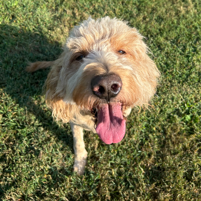 Norman, an adoptable Goldendoodle in Louisville, KY, 40206 | Photo Image 4