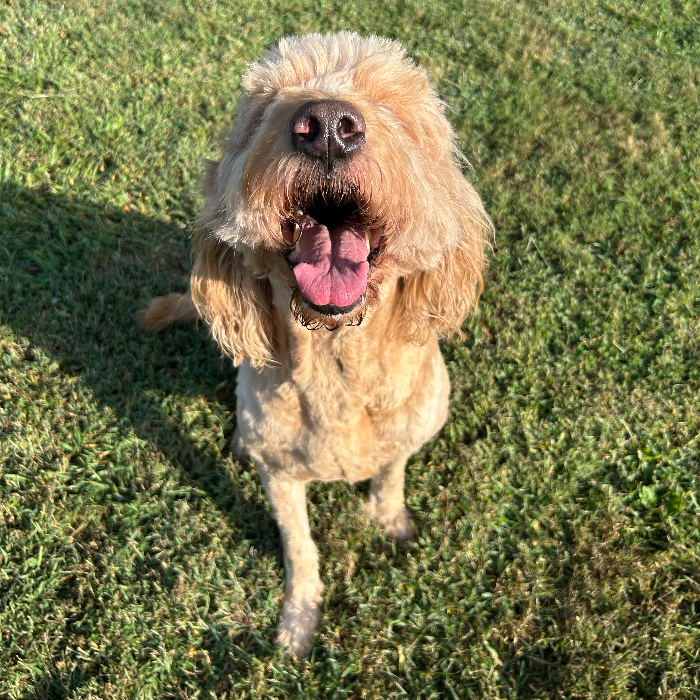 Norman, an adoptable Goldendoodle in Louisville, KY, 40206 | Photo Image 5