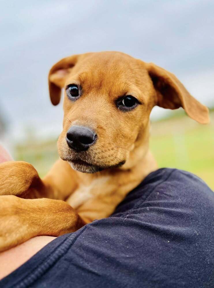 Clair (Mafia litter), an adoptable German Shepherd Dog in Suamico, WI, 54173 | Photo Image 1