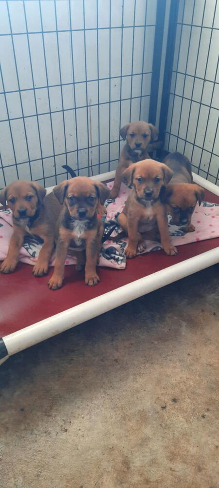 Clair (Mafia litter), an adoptable German Shepherd Dog in Suamico, WI, 54173 | Photo Image 3