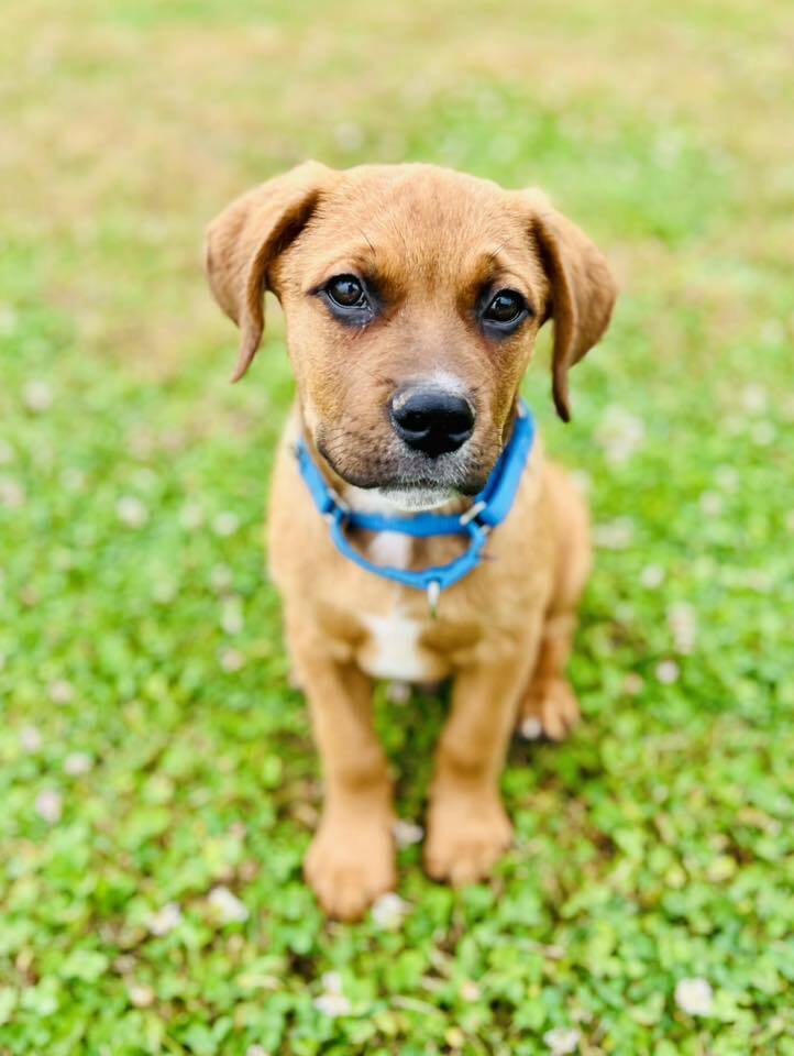 Gotti (Mafia litter), an adoptable German Shepherd Dog in Suamico, WI, 54173 | Photo Image 1