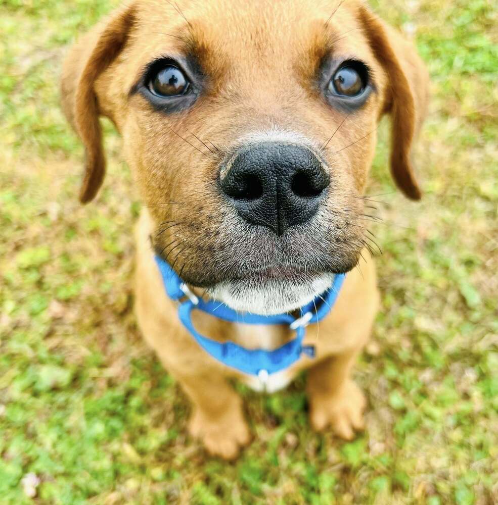 Gotti (Mafia litter), an adoptable German Shepherd Dog in Suamico, WI, 54173 | Photo Image 2